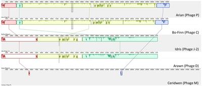 The Isolation and Genome Sequencing of Five Novel Bacteriophages From the Rumen Active Against Butyrivibrio fibrisolvens